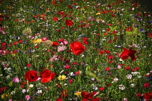 flower meadow 1491706 1920